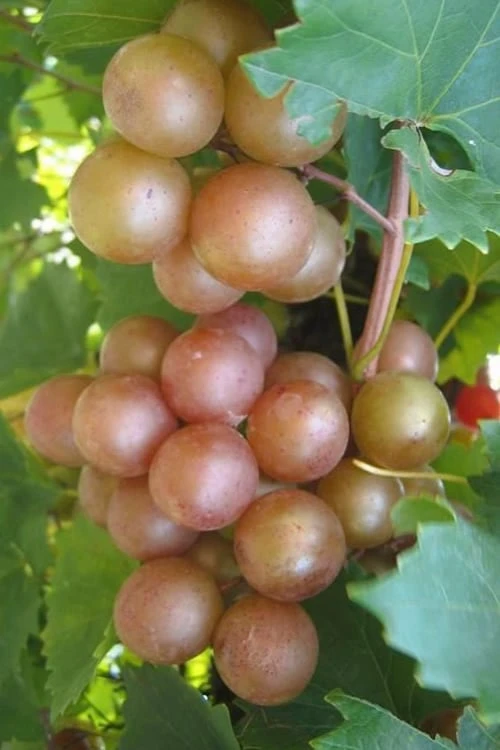 Triumph Muscadine Grape Vine - 1 Gallon Pot 1 Triumph Muscadine Grape Vine - 1 Gallon Pot