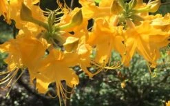 Admiral Semmes Native Azalea - Rhododendron - 3 Gallon Pot -Breeze Sprout Sales Native Azalea Admiral Semmes 12