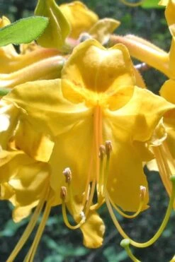 Admiral Semmes Native Azalea - Rhododendron - 3 Gallon Pot -Breeze Sprout Sales Native Azalea Admiral Semmes 500x750 1