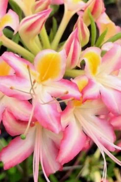 Candy Stripe Native Azalea (Rhododendron Flammeum) - 3 Gallon Pot 7 Candy Stripe Native Azalea (Rhododendron Flammeum) - 3 Gallon Pot -Breeze Sprout Sales Native Azalea Candy Stripe 2