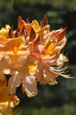 Dancing Rabbit Aromi Azalea (Rhododendron Hybrid) - 3 Gallon Pot -Breeze Sprout Sales Native Azalea Dancing Rabbit 2