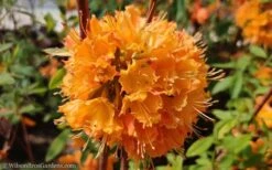 Dons Variegated Native Azalea - Rhododendron - 3 Gallon Pot 9 Dons Variegated Native Azalea - Rhododendron - 3 Gallon Pot -Breeze Sprout Sales Native Azalea Dons Variegated 10 1