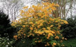 Escatawpa Florida Flame Native Azalea (Rhododendron Austrinum) - 3 Gallon Pot -Breeze Sprout Sales Native Azalea Escatawpa 4