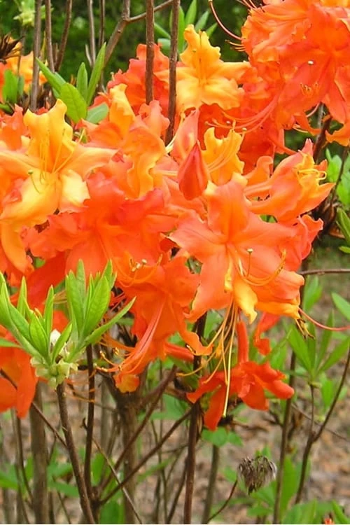 Frontier Gold Aromi Azalea (Rhododendron Hybrid) - 1 Gallon Pot 5 Frontier Gold Aromi Azalea (Rhododendron Hybrid) - 1 Gallon Pot - Image 5