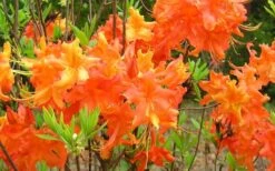 Frontier Gold Aromi Azalea (Rhododendron Hybrid) - 1 Gallon Pot 8 Frontier Gold Aromi Azalea (Rhododendron Hybrid) - 1 Gallon Pot -Breeze Sprout Sales Native Azalea Frontier Gold 4