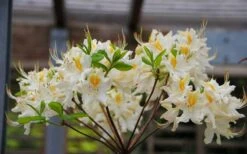 High Tide Aromi Azalea (Deciduous Rhododendron Hybrid) - 1 Gallon Pot 8 High Tide Aromi Azalea (Deciduous Rhododendron Hybrid) - 1 Gallon Pot -Breeze Sprout Sales Native Azalea High Tide 2