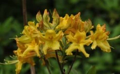 Jane's Gold Aromi Azalea (Rhododendron Hybrid) - 3 Gallon Pot -Breeze Sprout Sales Native Azalea Janes Gold 1