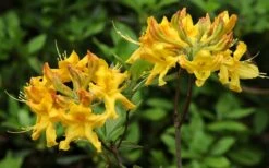 Jane's Gold Aromi Azalea (Rhododendron Hybrid) - 3 Gallon Pot -Breeze Sprout Sales Native Azalea Janes Gold 3
