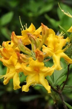 Jane's Gold Aromi Azalea (Rhododendron Hybrid) - 3 Gallon Pot -Breeze Sprout Sales Native Azalea Janes Gold 4