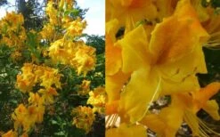 King's Wizard Aromi Azalea (Rhododendron Hybrid) - 1 Gallon Pot -Breeze Sprout Sales Native Azalea Kings Wizard 4