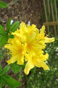 Lemonade Aromi Azalea (Rhododendron Hybrid) - 1 Gallon Pot -Breeze Sprout Sales Native Azalea Lemonade 10