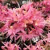 Magenta Rose Flame Native Azalea (Rhododendron Flammeum) - 3 Gallon Pot