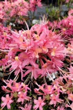 Magenta Rose Flame Native Azalea (Rhododendron Flammeum) - 3 Gallon Pot