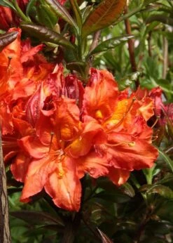 Mary Poppins Azalea (Rhododendron) - 3 Gallon Pot 8 Mary Poppins Azalea (Rhododendron) - 3 Gallon Pot -Breeze Sprout Sales Native Azalea Mary Poppins 5 1