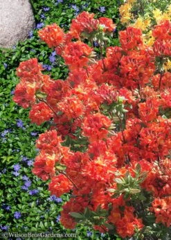 Mary Poppins Azalea (Rhododendron) - 5 Gallon Pot -Breeze Sprout Sales Native Azalea Mary Poppins 6