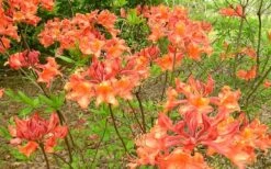 Mauvilla Gold Aromi Azalea (Rhododendron Hybrid) - 1 Gallon Pot -Breeze Sprout Sales Native Azalea Mauvila Gold 1