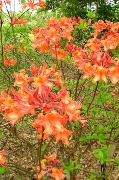 Mauvilla Gold Aromi Azalea (Rhododendron Hybrid) - 3 Gallon Pot -Breeze Sprout Sales Native Azalea Mauvila Gold 2 1