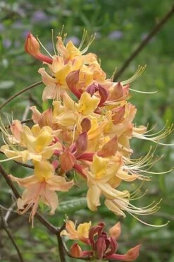 My Mary Native Azalea (Rhododendron) - 1 Gallon Pot -Breeze Sprout Sales Native Azalea My Mary 10 1