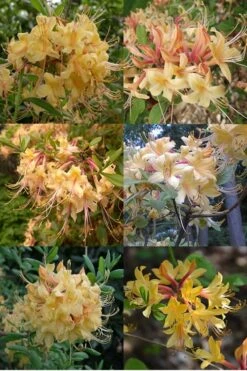 My Mary Native Azalea (Rhododendron) - 1 Gallon Pot -Breeze Sprout Sales Native Azalea My Mary 15 1