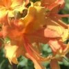 Orange Marmalade Native Azalea - 3 Gallon Pot
