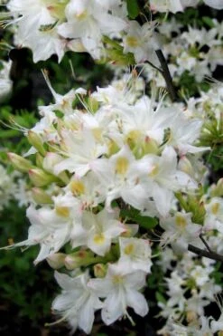 Pete McNees White Native Azalea - Rhododendron Albamanense - 3 Gallon Pot -Breeze Sprout Sales Native Azalea Pete McNees 1