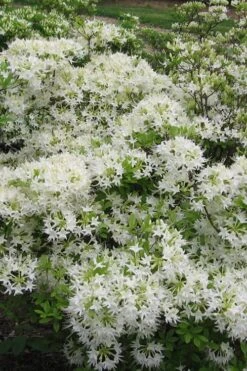 Pete McNees White Native Azalea - Rhododendron Albamanense - 3 Gallon Pot