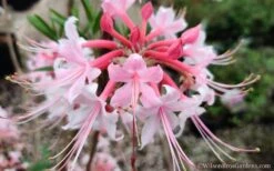 Varnadoes Phlox Pink Native Azalea - Rhododendron Canescens - 1 Gallon Pot 21 Varnadoes Phlox Pink Native Azalea - Rhododendron Canescens - 1 Gallon Pot -Breeze Sprout Sales Native Azalea Phlox Pink 30