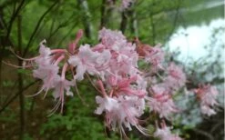Pink Alabama Native Azalea - Rhododendron - 3 Gallon Pot -Breeze Sprout Sales Native Azalea Pink Alabamense 3