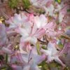 Pink Alabama Native Azalea - Rhododendron - 3 Gallon Pot