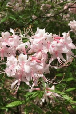 Pink Alabama Native Azalea - Rhododendron - 3 Gallon Pot -Breeze Sprout Sales Native Azalea Pink Alabamense 5