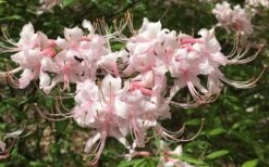 Pink Alabama Native Azalea - Rhododendron - 3 Gallon Pot -Breeze Sprout Sales Native Azalea Pink Alabamense 7