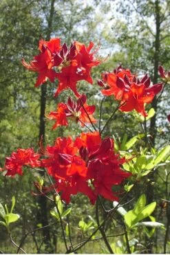 Radiant Red Aromi Azalea (Rhododendron Hybrid) - 1 Gallon Pot -Breeze Sprout Sales Native Azalea Radiant Red 6 1