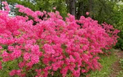 Rosy Lights Cold Hardy Azalea (Rhododendron) - 3 Gallon Pot 9 Rosy Lights Cold Hardy Azalea (Rhododendron) - 3 Gallon Pot -Breeze Sprout Sales Native Azalea Rosy Lights 5