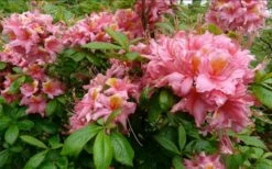 Samford Sorbet Native Azalea (Rhododendron) - 3 Gallon Pot -Breeze Sprout Sales Native Azalea Samford Sorbet 1