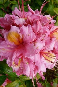 Samford Sorbet Native Azalea (Rhododendron) - 3 Gallon Pot -Breeze Sprout Sales Native Azalea Samford Sorbet 10