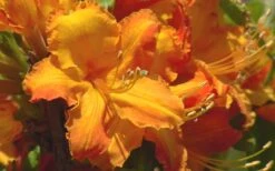 Solar Glow Sunbow Azalea - 2 Gallon Pot 7 Solar Glow Sunbow Azalea - 2 Gallon Pot -Breeze Sprout Sales Native Azalea Solar Glow 2