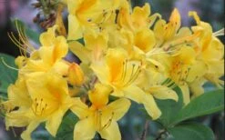 Sunny Side Up Aromi Azalea (Rhododendron Hybrid) - 3 Gallon Pot -Breeze Sprout Sales Native Azalea Sunny Side Up 5