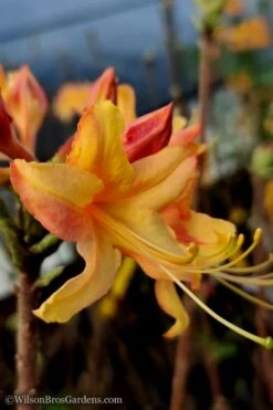 Tallulah Sunrise Native Azalea (Rhododendron) - 3 Gallon Pot -Breeze Sprout Sales Native Azalea Tallulah Sunrise 13