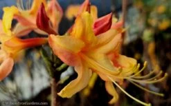 Tallulah Sunrise Native Azalea (Rhododendron) - 3 Gallon Pot -Breeze Sprout Sales Native Azalea Tallulah Sunrise 15