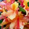 Tallulah Sunrise Native Azalea (Rhododendron) - 3 Gallon Pot