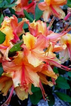 Tallulah Sunrise Native Azalea (Rhododendron) - 1 Gallon Pot -Breeze Sprout Sales Native Azalea Tallulah Sunrise 21