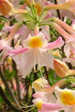 Touch Of Pink Aromi Azalea (Rhododendron Hybrid) - 3 Gallon Pot -Breeze Sprout Sales Native Azalea Touch Of Pink 2