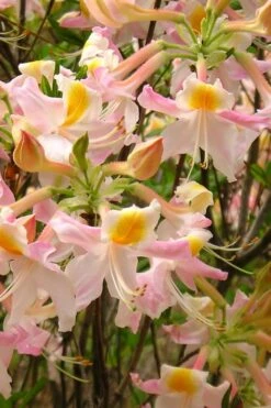 Touch Of Pink Aromi Azalea (Rhododendron Hybrid) - 3 Gallon Pot -Breeze Sprout Sales Native Azalea Touch Of Pink 4