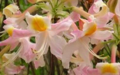 Touch Of Pink Aromi Azalea (Rhododendron Hybrid) - 3 Gallon Pot -Breeze Sprout Sales Native Azalea Touch Of Pink 5