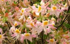 Touch Of Pink Aromi Azalea (Rhododendron Hybrid) - 3 Gallon Pot -Breeze Sprout Sales Native Azalea Touch Of Pink 7