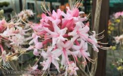 Varnadoes Phlox Pink Native Azalea - Rhododendron Canescens - 1 Gallon Pot 17 Varnadoes Phlox Pink Native Azalea - Rhododendron Canescens - 1 Gallon Pot -Breeze Sprout Sales Native Azalea Varnadoes Pink Phlox 50