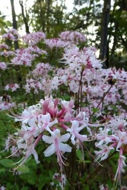 Varnadoes Phlox Pink Native Azalea - Rhododendron Canescens - 1 Gallon Pot 18 Varnadoes Phlox Pink Native Azalea - Rhododendron Canescens - 1 Gallon Pot -Breeze Sprout Sales Native Azalea Varnadoes Pink Phlox 54
