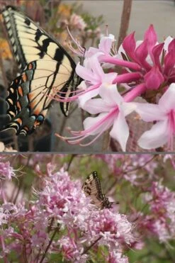 Varnadoes Phlox Pink Native Azalea - Rhododendron Canescens - 1 Gallon Pot 14 Varnadoes Phlox Pink Native Azalea - Rhododendron Canescens - 1 Gallon Pot -Breeze Sprout Sales Native Azalea Varnadoes Pink Phlox 55