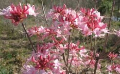 Varnadoes Phlox Pink Native Azalea - Rhododendron Canescens - 1 Gallon Pot 16 Varnadoes Phlox Pink Native Azalea - Rhododendron Canescens - 1 Gallon Pot -Breeze Sprout Sales Native Azalea Varnadoes pink Blooms 3