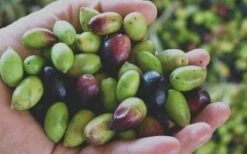 Arbequina Olive Tree - 7 Gallon Pot (3-4') 11 Arbequina Olive Tree - 7 Gallon Pot (3-4') -Breeze Sprout Sales Olive Tree Arbequina Fruits 1 4